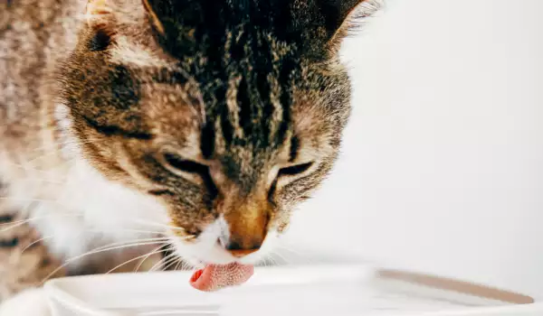 Котка пие вода