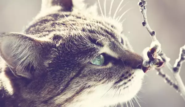 Котки