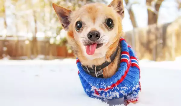 Зимни дрехи за кучета