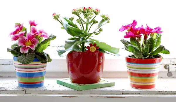 Цветята пречистват дома от вредни токсини