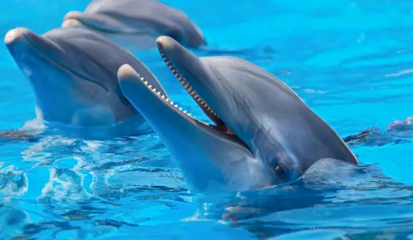 Розовите делфини се превръщат в красиви мъже