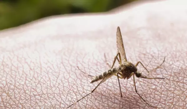 Как да се предпазим от ухапване от комари