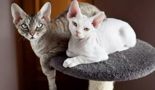 Драскалка за котки