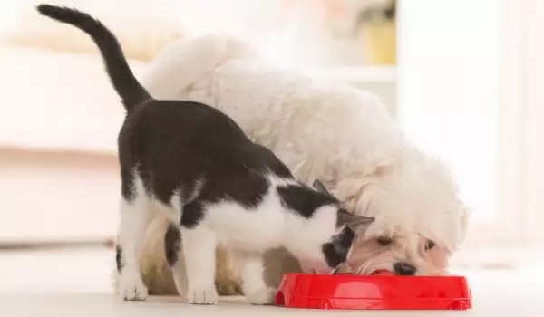 Гранулирана храна за кучета и котки
