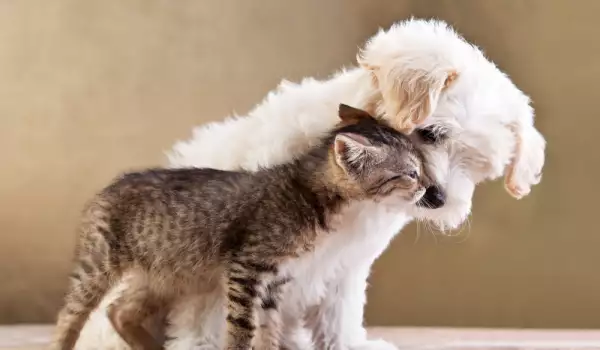 Куче и котка приятели