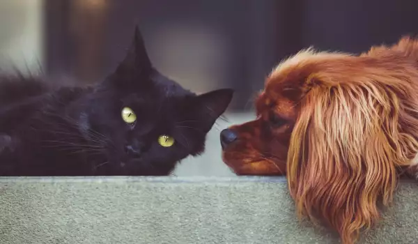 Котка или куче: Кой е по-добър домашен любимец?