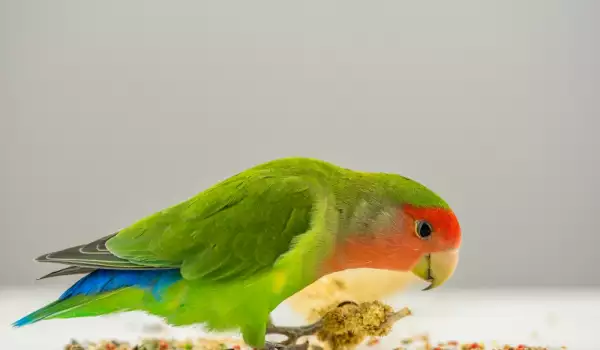 Хранене на папагал