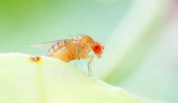 Как да се отървем от плодовите мухи