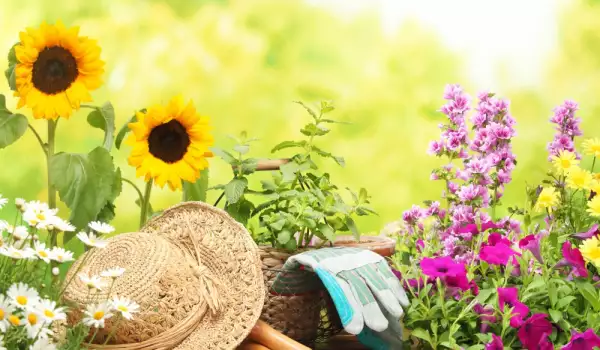 Как да отгледаме успешно цветна градина