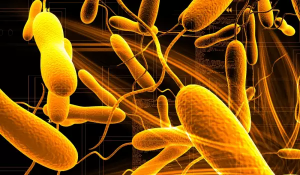 Бактерии на холера