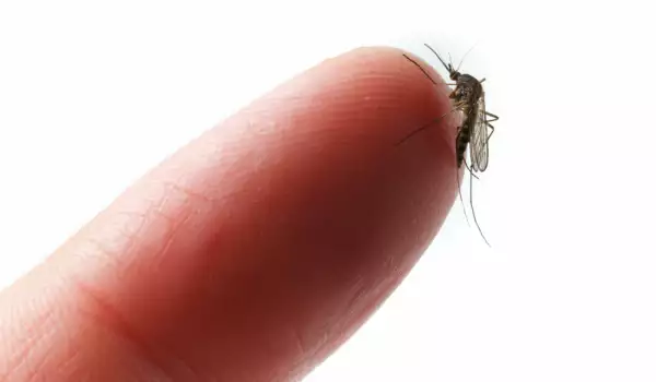 привличане на комарите