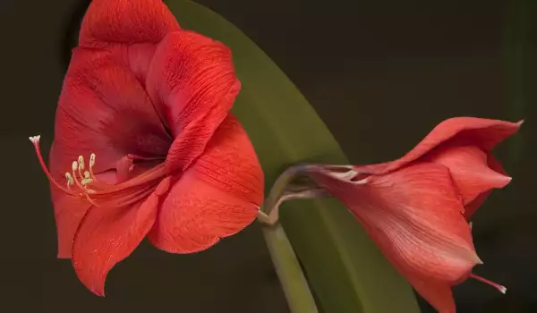 Красиво цвете
