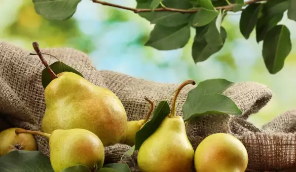 Полезни свойства на крушите