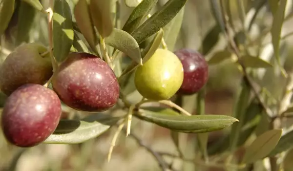 Екстрактът от маслинови листа надвива рака за две седмици