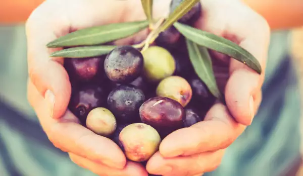 Екстракт от маслинови листа - ползи и приложения