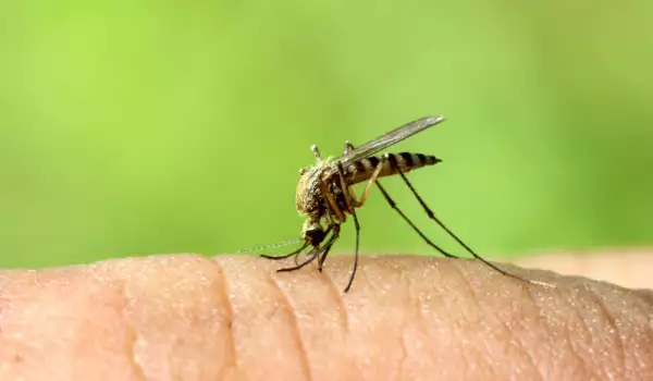 Най-добрите домашни средства срещу досадните комари