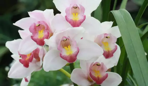 Колко често цъфти орхидеята?