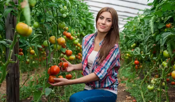 Какво е фаза вегетация на доматите?