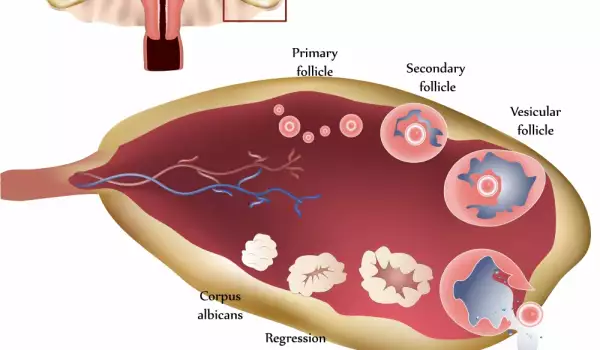 Какво е овулация и кога настъпва?