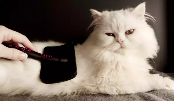 Сресване на котка