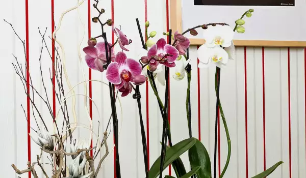 Как да съживим орхидея