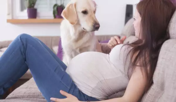 Как да подготвите домашния си любимец за появата на бебето