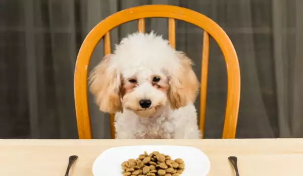 Домашна храна за кучета