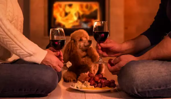Романтична вечеря с куче