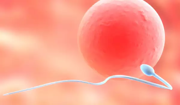 Как да увеличим обема на спермата
