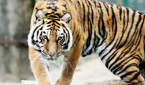 В годината на Тигъра - с тигрови дрехи