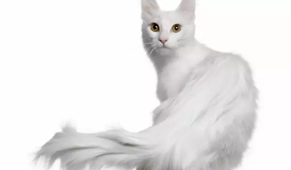 Сибирска котка
