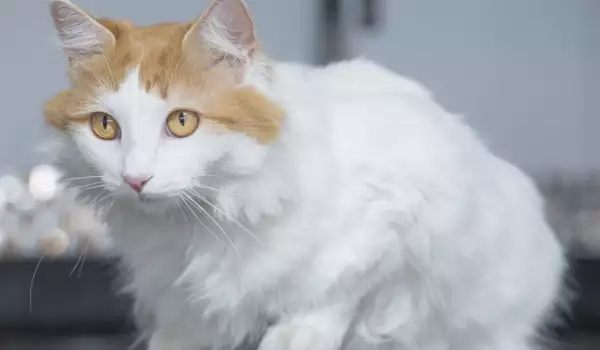Котка