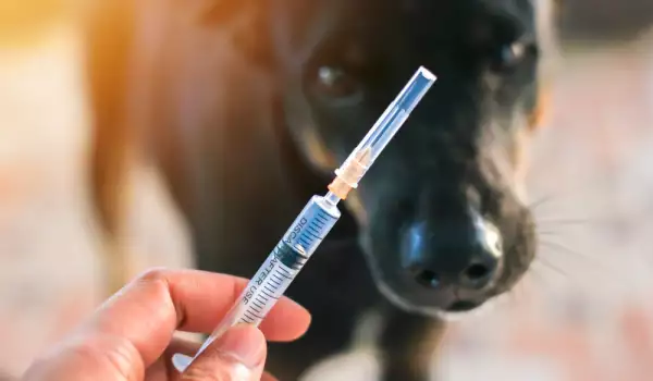 Да ваксинираме кучето и котката