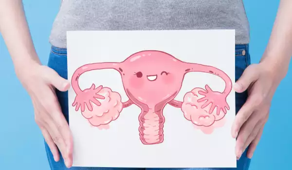 Женски полови органи