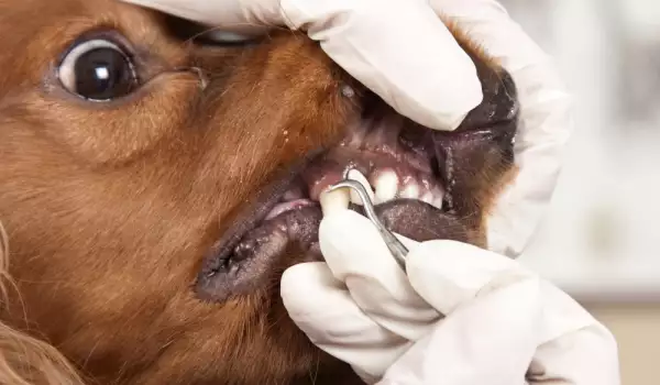 Как да поддържаме зъбите на кучето здрави