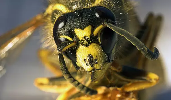 Страх от пчели