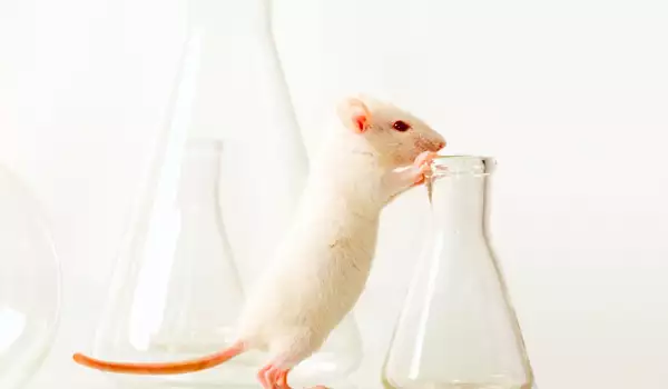 Мишки надушват тумори в белите дробове