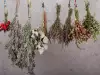 Билките тази година са специални! Вижте какво лекуват най-добре