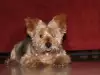 Секс кукла теши кучешки мераци