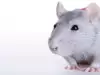 Мусофобия